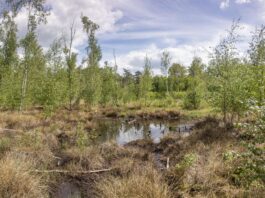 Das Grünswalder Moor gehört zur Naturlandschaft Wanninchen. Es ist ein Hangquellmoor, das durch Quellwasser gespeist wird. Bild: Ralf Donat/Heinz Sielmann Stiftung