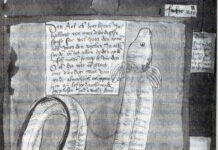 Das „Fehlen“ von Aalen in der Donau fiel Fischkundlern schon im 16. Jahrhundert auf, doch hatten sie keine Erklärung dafür. Bilder: M. Bötefür