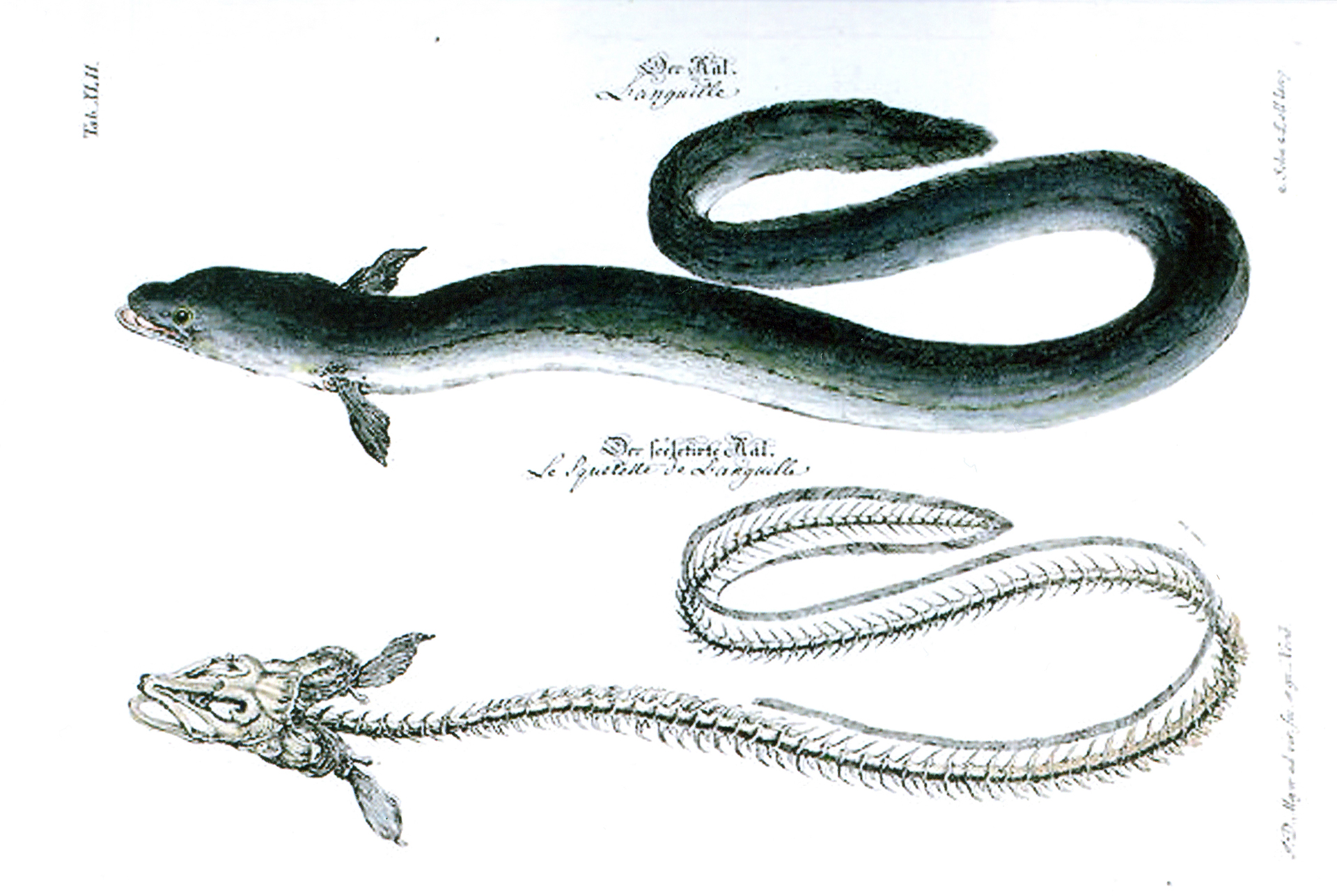 In der zweiten Hälfte des 19. Jahrhunderts versuchten Wissenschaftler die vielen Rätsel rund um den Aal zu lösen.