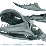 Um Ammenmärchen von Fakten zu unterscheiden, verwendete Cholmondeley-Pennell Abbildungen von wissenschaftlich vermessenen Hechten, wie diesen Kiefer eines Rekordfisches.