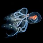 Ein junger „Wunderpus photogenicus“. Diese Art erhielt ihren Namen, weil sie Farben und Formen wechseln kann, wie kein anderer Oktopus. Bild: National Geographic/M. Lundgren/Natur Picture Library