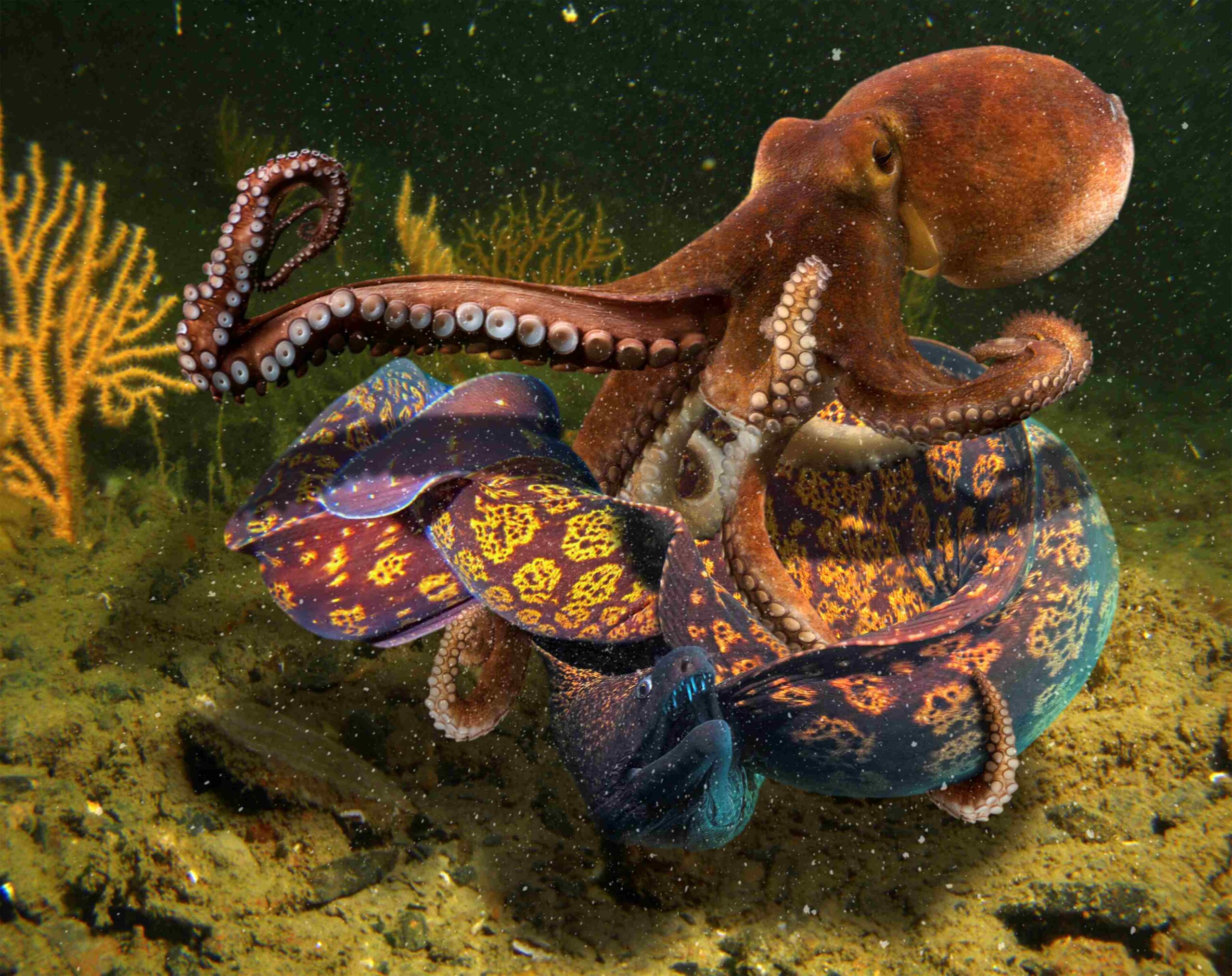 Farbiges Spektakel: Ein Gemeiner Oktopus kämpft mit einer Muräne. Bild: National Geographic/P. Oliveira, Biosphoto