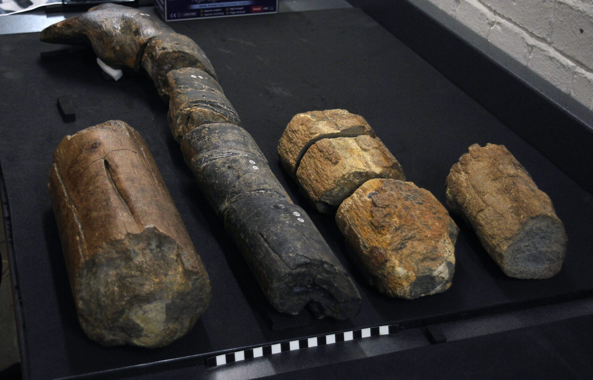 Zu welchem Tier diese fossilen Knochen gehörten, war lange unklar. Die neue Studie deutet nun darauf hin, dass sie aus Fischsauriern stammen. Bild: Marcello Perillo/Universität Bonn