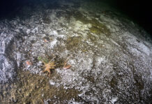 In den Tiefen von Seen wird der Sauerstoff zunehmend knapp. Mikroorganismen bauen hier organische Substanz ab. Foto: Solvin Zankl/IGB