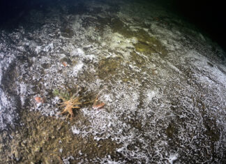 In den Tiefen von Seen wird der Sauerstoff zunehmend knapp. Mikroorganismen bauen hier organische Substanz ab. Foto: Solvin Zankl/IGB