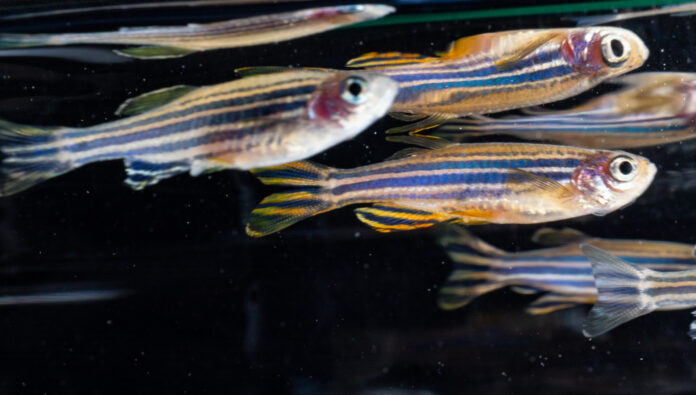 Zebrafisch-Schwarm: Die Fische schwimmen immer im verzögerten Takt eines direkten Nachbarn. Bild: Christian Ziegler, Max Planck Institute of Animal Behavior
