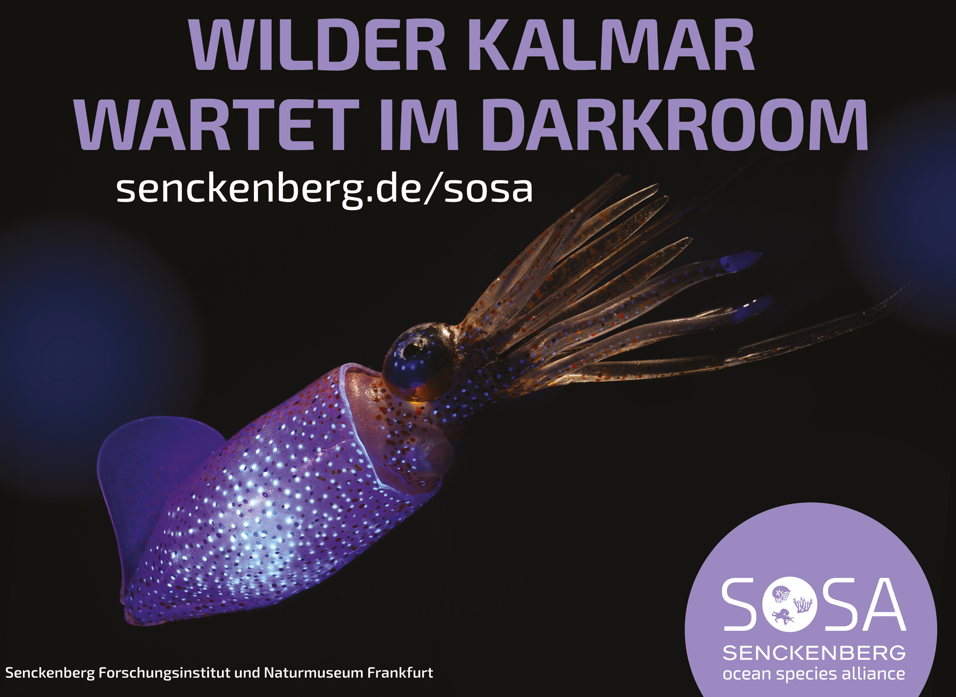 In der Tiefseeausstellung – dem „Darkroom“ des Senckenberg Naturmuseums Frankfurt – kann man eintauchen in eine Welt ohne Licht. Durch Biolumineszenz machen Meereslebewesen dort auf sich aufmerksam. Bild: Senckenberg