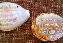 Messe-Andenken von vor 150 Jahren: Gravierte Meeresschnecken von den Fischereiausstellungen in Berlin und Bern. Bilder: G. Dee