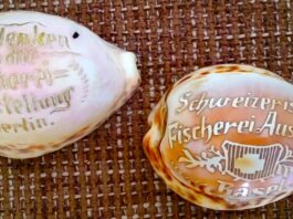 Messe-Andenken von vor 150 Jahren: Gravierte Meeresschnecken von den Fischereiausstellungen in Berlin und Bern. Bilder: G. Dee