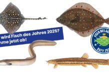 Abstimmung Fisch des Jahres 2024