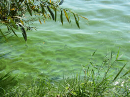 Cyanobakterien (Blaualgen) in einem See. Nur eine von vielen "Krankheiten", die Gewässern zu schaffen machen. Bild: Angelina Tittmann, IGB
