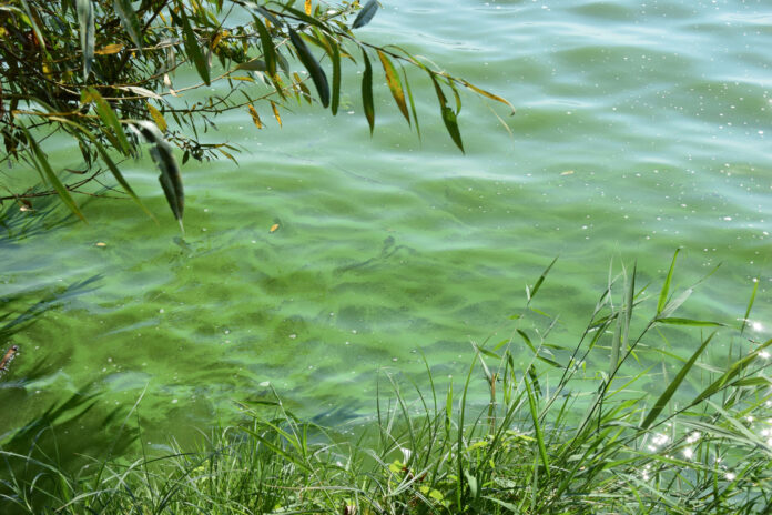 Cyanobakterien (Blaualgen) in einem See. Nur eine von vielen 