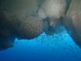 Der Antarktische Krill weidet Algen unter dem Meereis des Weddellmeeres vor der Küste der Antarktis ab. Diese Krebse sind auf Eisbedeckung angewiesen. Foto: Ulrich Freier