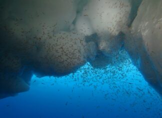 Der Antarktische Krill weidet Algen unter dem Meereis des Weddellmeeres vor der Küste der Antarktis ab. Diese Krebse sind auf Eisbedeckung angewiesen. Foto: Ulrich Freier