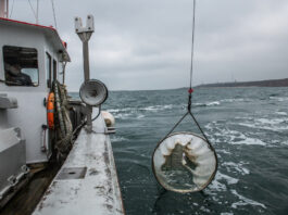 Mit einem Planktonnetz fängt das Forschungsschiff Aade Plankton für die Fütterung der in den Aquarien der Biologischen Anstalt Helgoland gehaltenen Arten. Foto: Alfred-Wegener-Institut
