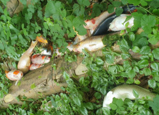 Die toten Kois wurden einfach am Wegesrand abgekippt. Bild: Polizeidirektion Neumünster