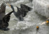 Kormorane fallen über ein Fließgewässer mit jungen Barben her. Bild: Silvio Heidler/DAFV