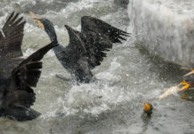 Kormorane fallen über ein Fließgewässer mit jungen Barben her. Bild: Silvio Heidler/DAFV