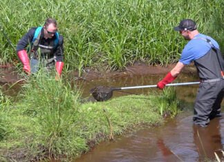 Biologen der Fischereibiologischen Station Ems-Hase beim E-Fischen in einem Nebengewässer der Ems. Foto: Ems TV