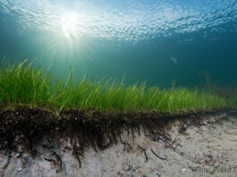 Bei dieser Seegras-Wiese in der Ostsee handelt es sich nicht um viele einzelne Pflanzen, sondern um einen einzigen uralten Klon, der sich durch Sprosse verbreitet. Foto: Pekka Tuuri