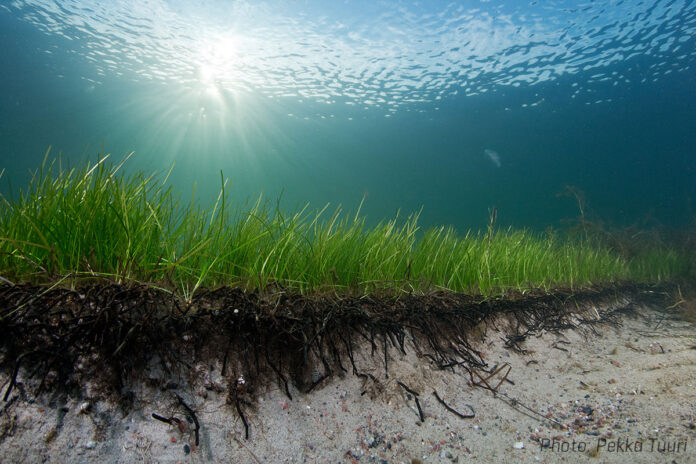 Bei dieser Seegras-Wiese in der Ostsee handelt es sich nicht um viele einzelne Pflanzen, sondern um einen einzigen uralten Klon, der sich durch Sprosse verbreitet. Foto: Pekka Tuuri