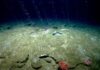 Meeresgrund am Kontinentalrand der USA, hier tritt Methan in Form von Bläschen aus. Bild: NOAA Office of Ocean Exploration and Research