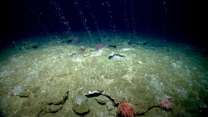 Meeresgrund am Kontinentalrand der USA, hier tritt Methan in Form von Bläschen aus. Bild: NOAA Office of Ocean Exploration and Research
