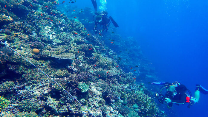 Taucher fotografieren die markierten Testareale der Korallenriffe zur Analyse der Korallengemeinschaften. Foto: Götz-Bodo Reinicke/Deutsches Meeresmuseum
