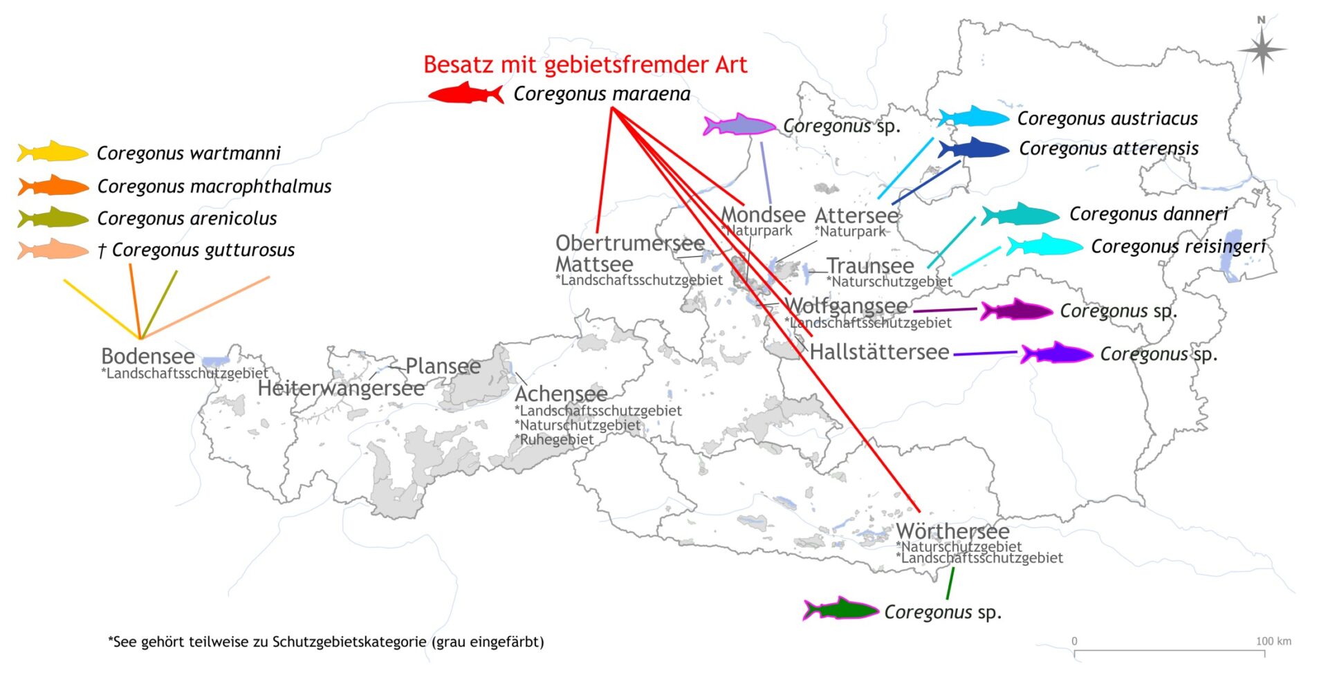 Verbreitung der verschiedenen Coregonen-Arten in Österreich. Bild: NHM Wien