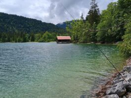 Renken lassen sich am Walchensee auch problemlos vom Ufer aus fangen - Begegnungen mit Wildbadern sind da inklusive. Fotos: Bernd Taller