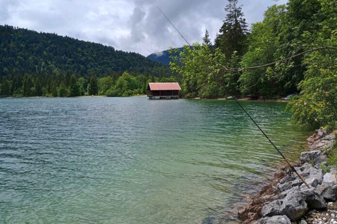Renken lassen sich am Walchensee auch problemlos vom Ufer aus fangen - Begegnungen mit Wildbadern sind da inklusive. Fotos: Bernd Taller
