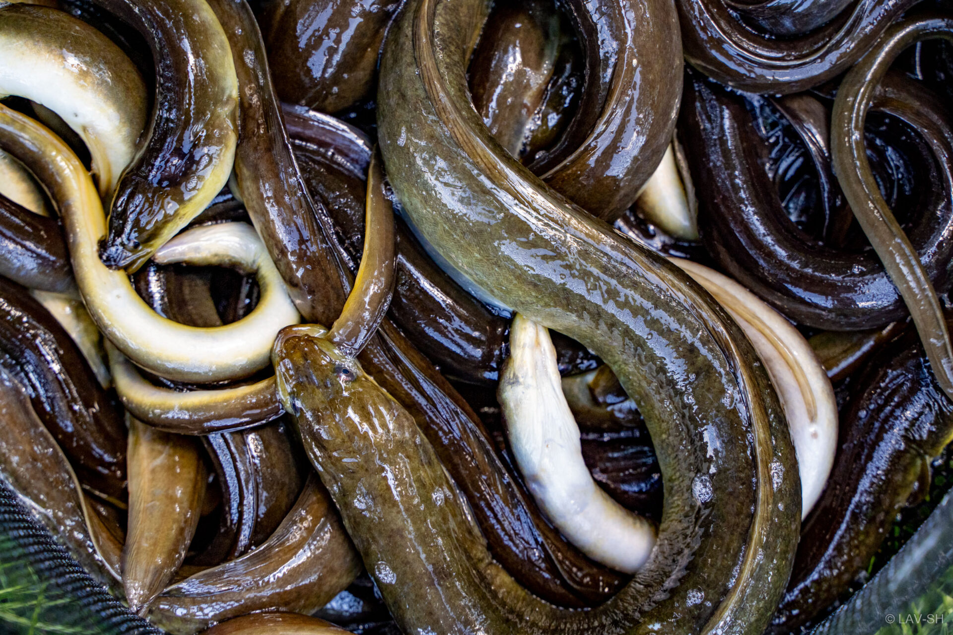 An vielen Fangstationen war das Wiegenetz gut gefüllt mit Aalen aller Größen.