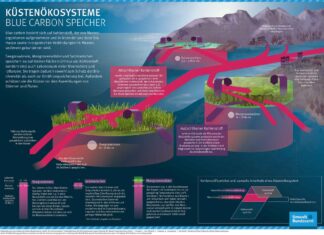 Küsten-Ökosysteme speichern auf kleiner Fläche große Mengen Kohlenstoff und sind ein wichtiger Lebensraum für Tiere und Pflanzen. Abbildung: Oeko-Institut