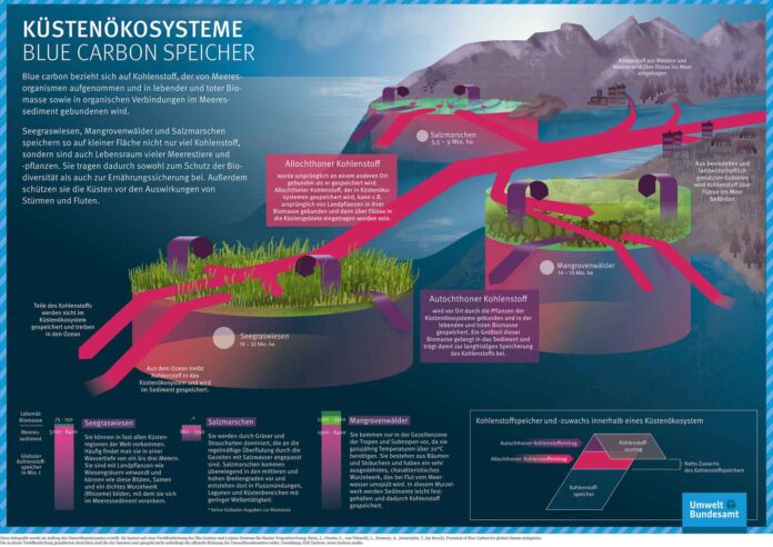 Küsten-Ökosysteme speichern auf kleiner Fläche große Mengen Kohlenstoff und sind ein wichtiger Lebensraum für Tiere und Pflanzen. Abbildung: Oeko-Institut