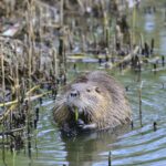 Die Nutria stammt ursprünglich aus Südamerika und breitet sich immer weiter aus. Sie vertilgen problemlos ganze Schilf- und Seerosengürtel. Bild: Karl-Heinz Volkmar/LJV-SH