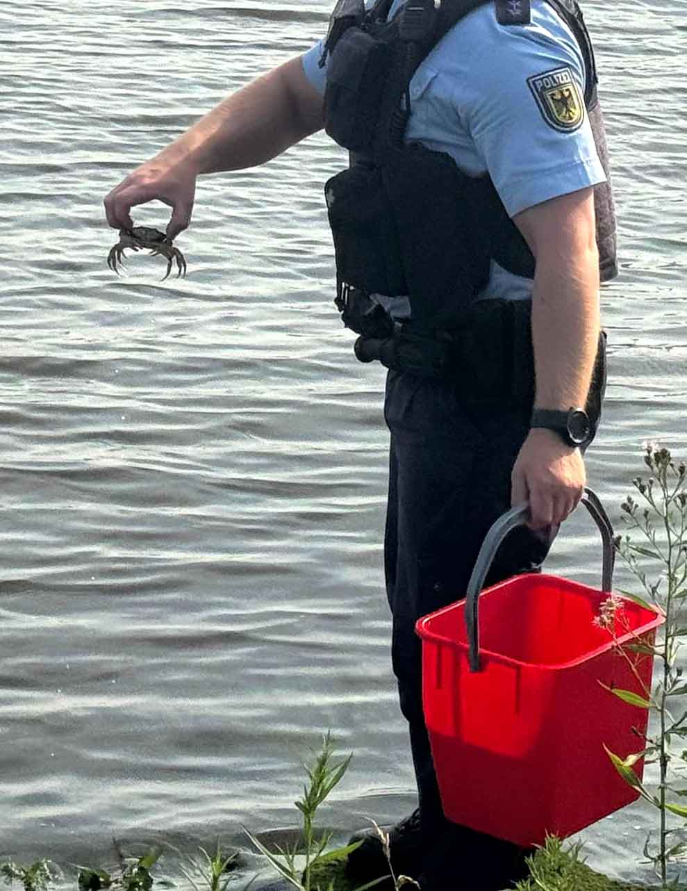 Am nächsten geeigneten Gewässer wurde die Strandkrabbe wieder in die Freiheit entlassen. Foto: Bundespolizei Bremen