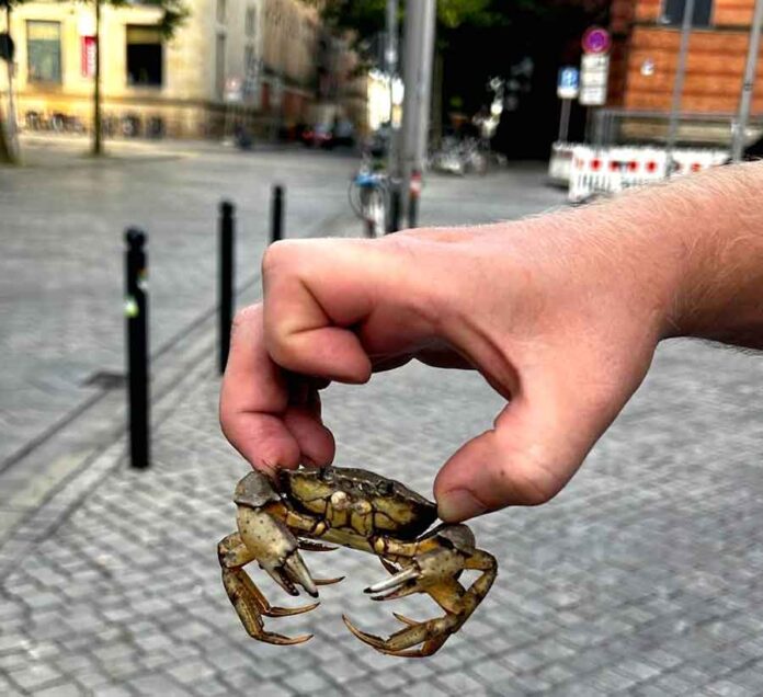 Weit weg von einem Gewässer hat die Bundespolizei diese Strandkrabbe am Bremer Hauptbahnhof aufgegriffen. Foto: Bundespolizei Bremen