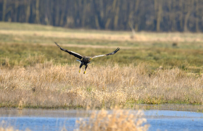 Zwischen Wald und Wasser finden Seeadler auf der DBU-Naturerbefläche Ueckermünder Heide geeignete Lebensräume. Bild: Fernando Schmidt/DBU