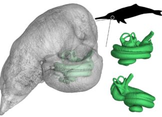 Untersuchungen am Innenohr einer ausgestorbenen Delfin-Art zeigten, dass diese Tiergruppe schon vor Millionen Jahren zur Echoortung fähig war. Bild: Senckenberg