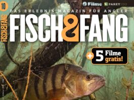 FISCH & FANG 05/2024