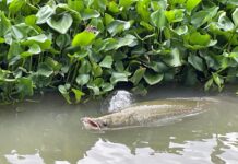 Ein Arapaima, der größte Süßwasserfisch der Welt, zeigt sich an der Oberfläche.