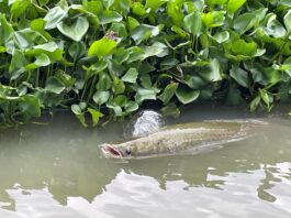 Ein Arapaima, der größte Süßwasserfisch der Welt, zeigt sich an der Oberfläche.