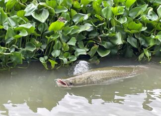 Ein Arapaima, der größte Süßwasserfisch der Welt, zeigt sich an der Oberfläche.