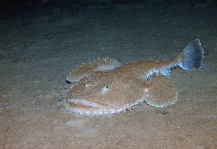 Seeteufel in 320 Meter Wassertiefe im westlichen Mittelmeer, aufgenommen mit einem Tauchroboter. Bild: MARUM − Zentrum für Marine Umweltwissenschaften, Universität Bremen (CC-BY 4.0)