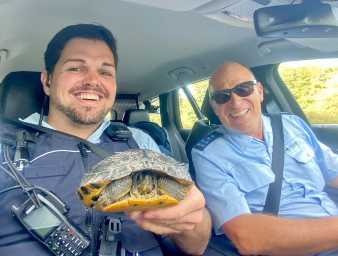 Offenburger Polizeibeamte entdeckten diese Wasserschildkröte auf dem Standstreifen der A5 bei Schutterwalde. Bild: Polizeipräsidium Offenburg