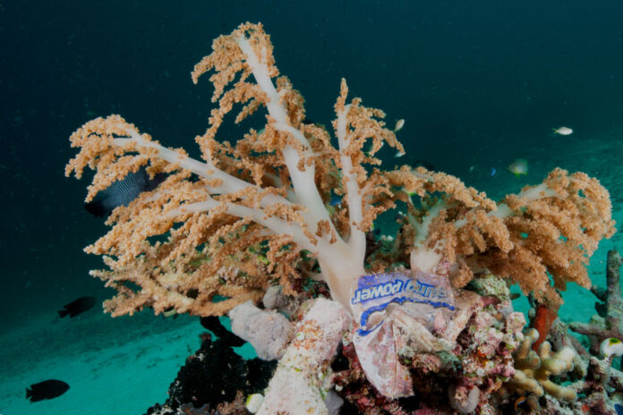 Plastikmüll an einer Koralle bei Halmahera in Indonesien. Bild: KfW Bankengruppe/Thomas Kuhn