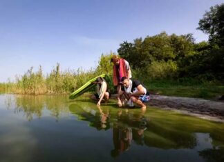 Giftige Blaualgen im Wasser - die satt grün gefärbt sind - können Fischen und Menschen gefährlich werden. Bild: Jörg Farys/BUND