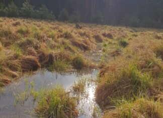 Freiwillige entfernten in Handarbeit in die Moorfläche vordringende Kiefern und Birken, die dem Moor zusehends das lebensnotwendige Wasser entziehen. Bild: Gesa Wannick/DBU Naturerbe