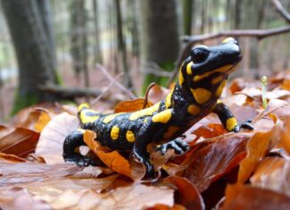 Der Feuersalamander braucht zum Überleben Quellbäche und Kleingewässer im schattigen Wald. Foto: Fachstelle Waldnaturschutz Oberfranken/Andreas Schmitt