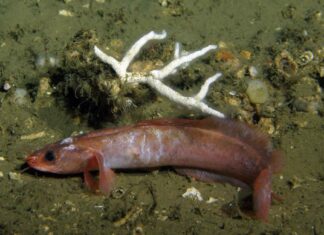 Die neu entdeckte Seequappe ist nur etwa 7,3 cm lang und lebt in den Kaltwasserkorallenriffen vor der Küste Mauretaniens. Bild: T. Lundälv/Sven Lovén Centre for Marine Infrastructure of the University of Gothenburg